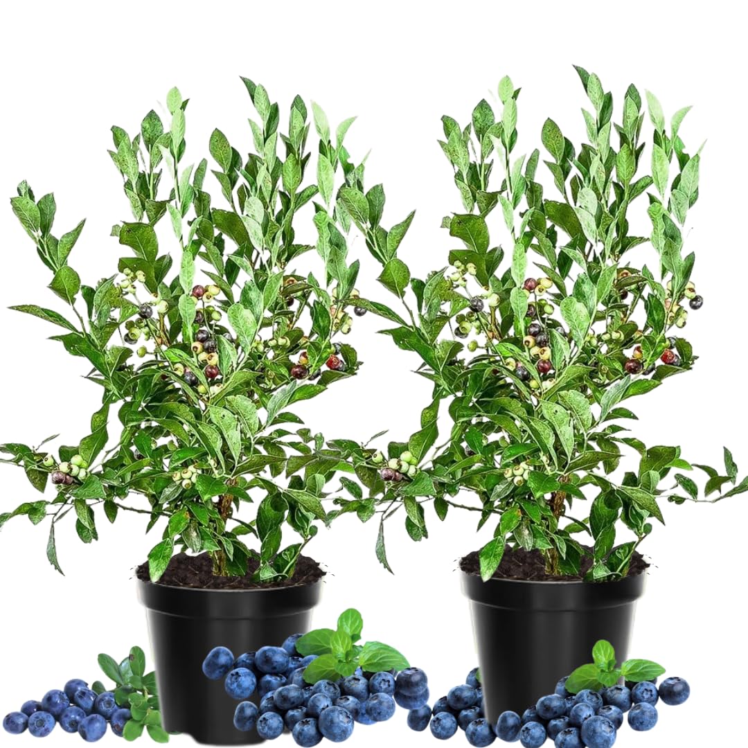 2 Biloxi Blueberry Live Plants, Container Berry Plant, 4-6 Inch Tall