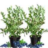 2 Biloxi Blueberry Live Plants, Container Berry Plant, 4-6 Inch Tall