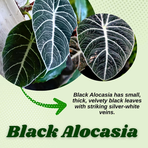 2 Black Alocasia Live Plants, Indoor Outdoor Plant, 4-6 Inch Tall