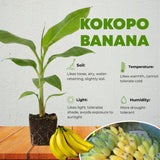 Kokopo Live Banana Plant, Hardy Garden Plant, 4-6 Inch Tall