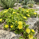Yellow Ice Plant Live Plant, Ground Cover, 4 Inch Pot