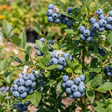 2 Emerald Blueberry Live Plants, Patio Fruit Bush, 4-6 Inch Tall