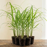 8 Lemongrass Live Plants, Indoor Outdoor Plant, 4-6 Inch Tall