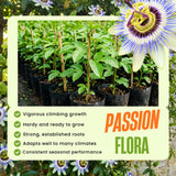 2 Blue Live Passion Flower Plants, Ready to Grow Plant, 4-7 Inch Tall