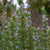 Blue Rosemary Live Plant, Rosemary Herb, 3-5 Inch Tall