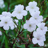 6 White Petunia Plants Live, Patio Container Plant, 5-7 Inch Tall