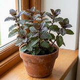 Chocolate Mint Plant Live, 4-5 Inch Tall, 3.5 Inch Pot