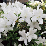 White Azalea Flower Plant, 5-10 Inches Height