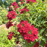 3 Red Verbena Plants Live, Verbena Flower Plant, 4-6 Inch Tall