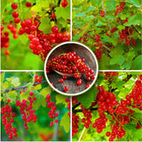 3 Red Currant Plants Live, Plugs Size for Planting Outdoor, 3-5" Fast-Growing Currant Bush for Spring Growing, No Pot