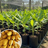 Mysore Banana Live Plant, Live Starter Plant, 4-6 Inch Tall