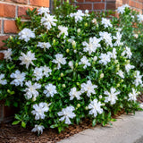 Frostproof Jasmine Plant Live, Fragrant Jasmine Live Plant, 4-8 Inc Tall