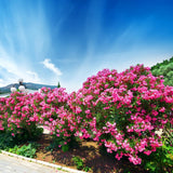 Set 2 Pink Oleander Plants Live, Oleander Plant, 4-6 Inc Tall
