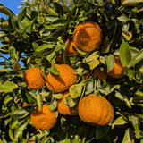 Sweet Golden Mandarin Tree Live, Patio Container Plant, 1-2 Ft Tall, 1 Gallon Pot