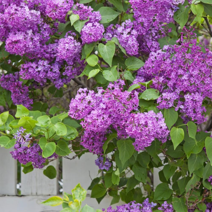 Shrubs