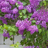 Purple Lilac Live Plant, Flower Bush, 4-6 Inch Tall, 4 Inch Pot