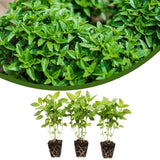 3 Sweet Greek Basil Plants Live, Ready to Grow Plant, 3-6 Inch Tall