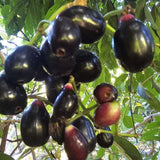 Jamun Plum Plant Live, 4" Pot