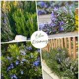 3 Rosemary Live Plants, Rosemary Plant, Live Starter Plant, 4-6 Inch Tall
