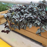Variegated Live Wandering Jew Plant, Indoor Houseplant, 2 Inch Pot