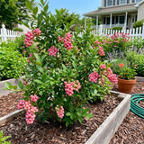 Set 2 Pink Lemonade Bluberry Plants, 4-6 Inc Tall, Blueberry Bush