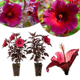 2 Hardy Cranberry Hibiscus Plant Live, Tropical Flower Shrub, 4-6" Tall
