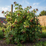 2 Ouachita Black Berry Plants, Blackberries Bush, 4-6 Inch Tall