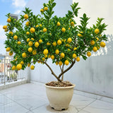 Yellow Meyer Lemon Tree Live Plant, Fragrant Citrus Fruit Tree, 2 Ft Tall