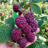2 Glencoe Thornless Live Raspberry Plants, 4-6 Inch Tall
