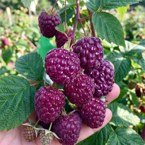 2 Glencoe Thornless Live Raspberry Plants, 4-6 Inch Tall