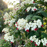 2 White Live Bleeding Heart Plants, Clerodendrum Plant, 4-6 Inch Tall