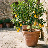Meyer Lemon Tree Live Plant, Citrus Fruit Plant, 2 Ft Tall, 1 Gallon Pot
