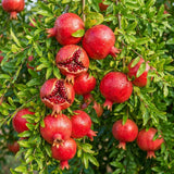 Sweet Pomegranate Tree, Hardy Garden Plant, 4-6 Inch Tall
