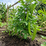 Winged Bean Live Plant, Bean Bush Starter Plants, 4-6 Inch Tall, 4 Inch Pot