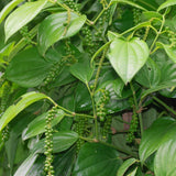 Piper Nigrum Live Plant, Pepper Vine, 4-6 Inch Tall