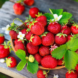2 Red Strawberry Live Plants, Outdoor Garden Berry Plant, 4-6 Inch Tall