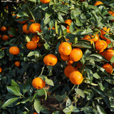 Orange Live Mandarin Plant, Home Garden Plant, 1 Gallon Pot