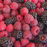 2 Sweet Boysenberry Live Plants, Garden Plant, 4-6 Inch Tall
