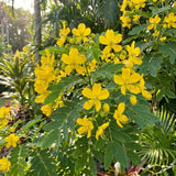 3 Yellow Cassia Live Plants, Cassia Plant Live, 4-6 Inch Tall