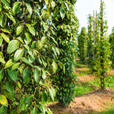 Hardy Black Pepper Plant Live for Planting, Piper Nigrum Tree for Outdoor, 4-6 Inches, No Pot, Fresh Pepper Plant for Outdoor Garden, Patio, or Container Planting