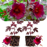 2 Cranberry Hibiscus Plants Live, Home Garden Plant, 4-6 Inch Tall