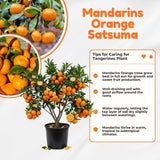 Satsuma Mandarins Orange Tree Plant Live, 2-3 Feet Tall