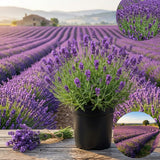 Purple Lavender Live Plant, 3.5 Inc Pot, Fragrant Herb Plant, 4-8 Inc Tall