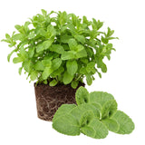 2 Apple Mint Live Plants, 4-5 Inch Tall