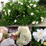 White Gardenia Tree Live Plant, Flower Plant, 5-7 Inch Tall, 3.5 Inch Pot