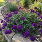3 Purple Verbena Plants Live, Verbena Flower Plant, 4-6 Inch Tall