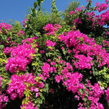 2 Pink Bougainvillea Live Plants, Blooming Climbing Plant, 4-7 Inch Tall