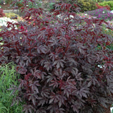 4 Cranberry Hibiscus Live Plants, Well-Rooted Flower Plant, 4-6 Inch Tall