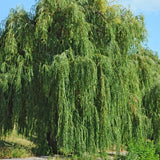 2 Willow Live Trees, 1-2 Ft Tall
