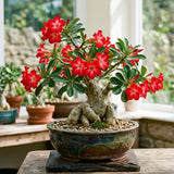Red Desert Rose Plant Live, Succulent Houseplant, 4-7 Inch Tall